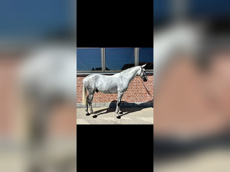 Zangersheide Caballo castrado 10 años 169 cm Tordo rodado in Bad Wörishofen