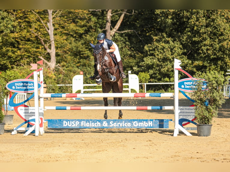 Zangersheide Caballo castrado 10 años 170 cm Castaño oscuro in Bottrop