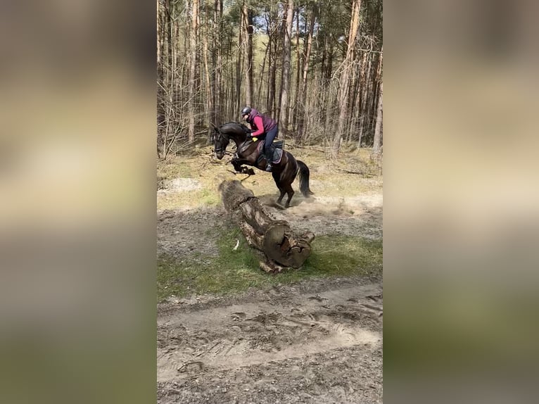 Zangersheide Caballo castrado 10 años 170 cm Castaño oscuro in Bottrop