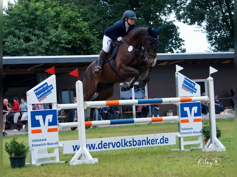 Zangersheide Caballo castrado 10 años 170 cm Castaño oscuro in Bottrop