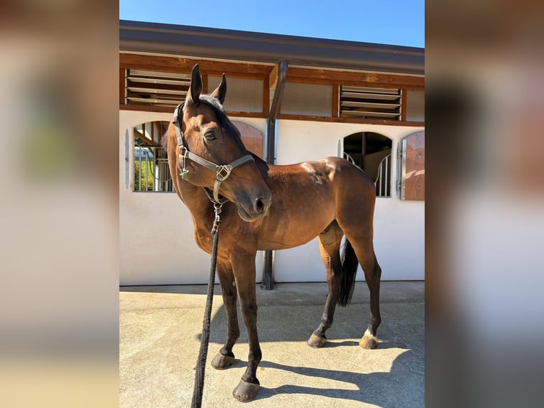 Zangersheide Caballo castrado 10 años 170 cm Castaño oscuro in Invorio