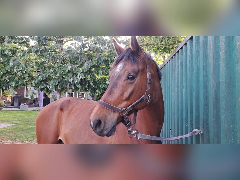 Zangersheide Caballo castrado 10 años 172 cm Castaño in Den Dungen