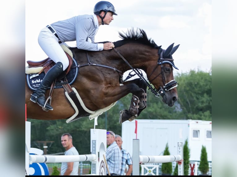 Zangersheide Caballo castrado 10 años 172 cm Castaño oscuro in HeldrungenOberheldrungen