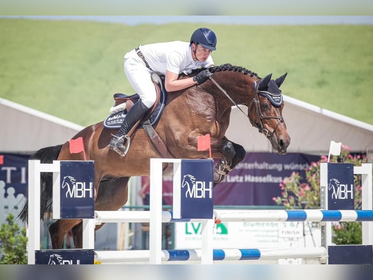 Zangersheide Caballo castrado 10 años 172 cm Castaño oscuro in HeldrungenOberheldrungen