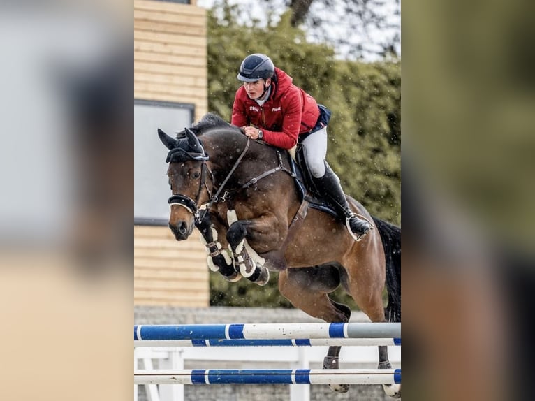 Zangersheide Caballo castrado 10 años 172 cm Castaño oscuro in HeldrungenOberheldrungen