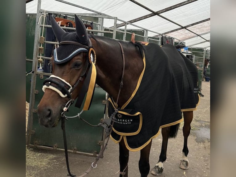 Zangersheide Caballo castrado 10 años 172 cm Castaño oscuro in HeldrungenOberheldrungen