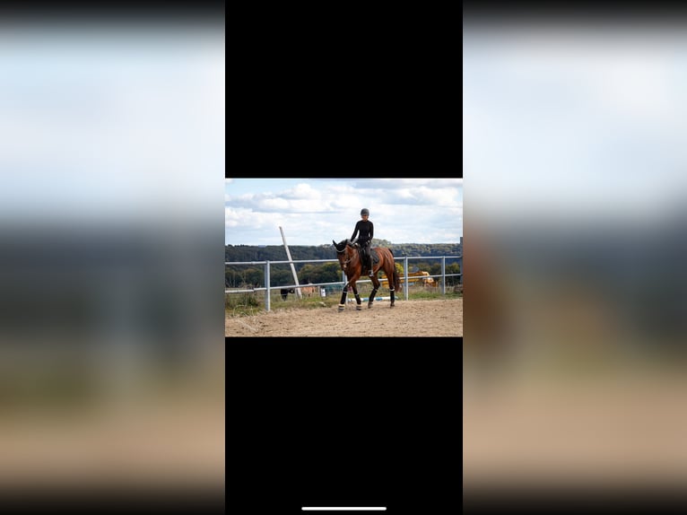 Zangersheide Caballo castrado 10 años 173 cm Castaño in Simmern