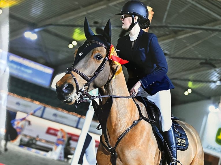 Zangersheide Caballo castrado 10 años 173 cm Castaño oscuro in Sint-Niklaas