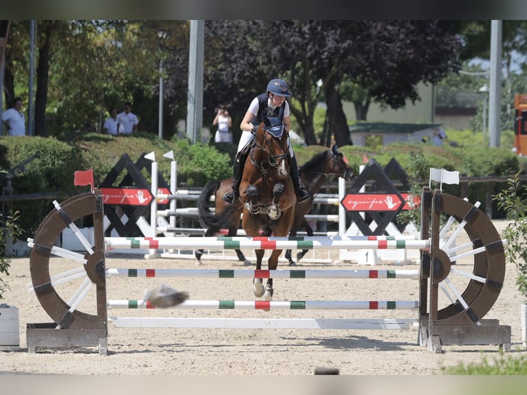 Zangersheide Caballo castrado 10 años 175 cm Castaño in cairate