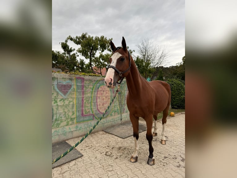 Zangersheide Caballo castrado 10 años 177 cm Castaño rojizo in Maribor