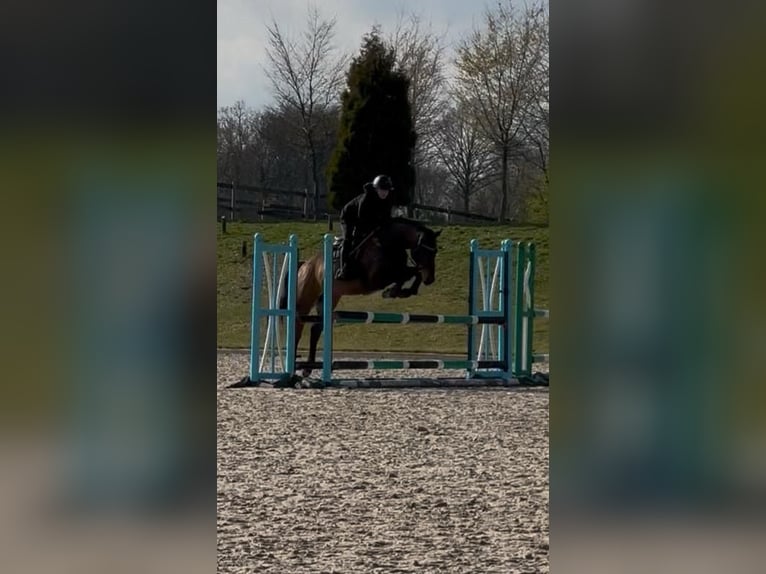 Zangersheide Caballo castrado 11 años 163 cm Castaño in Übach Palenberg