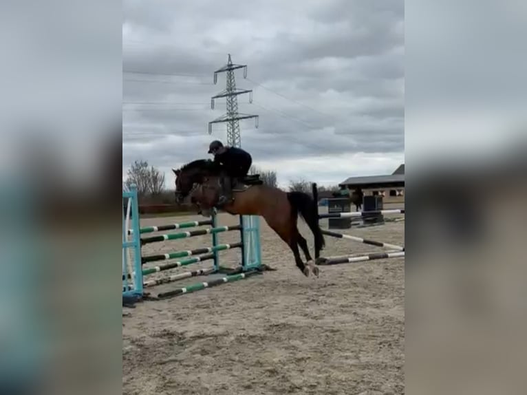 Zangersheide Caballo castrado 11 años 163 cm Castaño in Übach Palenberg