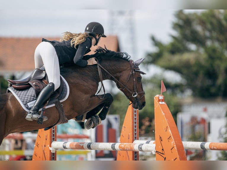 Zangersheide Caballo castrado 11 años 165 cm Castaño oscuro in Batzendorf