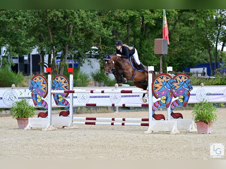 Zangersheide Caballo castrado 11 años 165 cm Castaño oscuro in Batzendorf