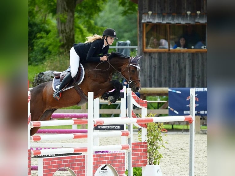 Zangersheide Caballo castrado 11 años 165 cm Castaño oscuro in Batzendorf