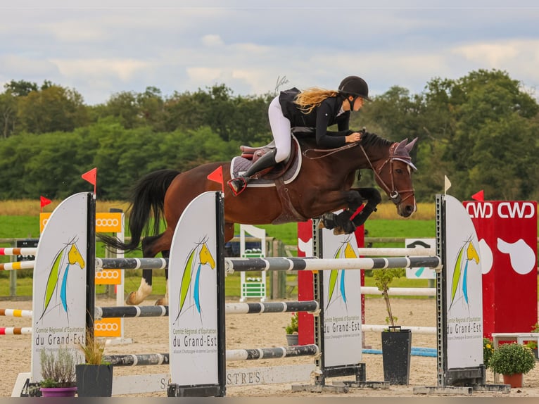 Zangersheide Caballo castrado 11 años 165 cm Castaño oscuro in Batzendorf