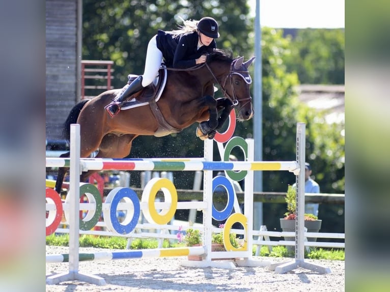 Zangersheide Caballo castrado 11 años 165 cm Castaño oscuro in Batzendorf