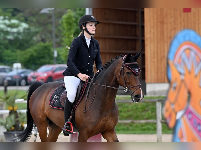 Zangersheide Caballo castrado 11 años 165 cm Castaño oscuro in Batzendorf