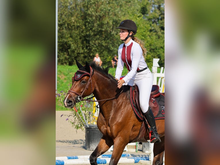 Zangersheide Caballo castrado 11 años 165 cm Castaño oscuro in Batzendorf