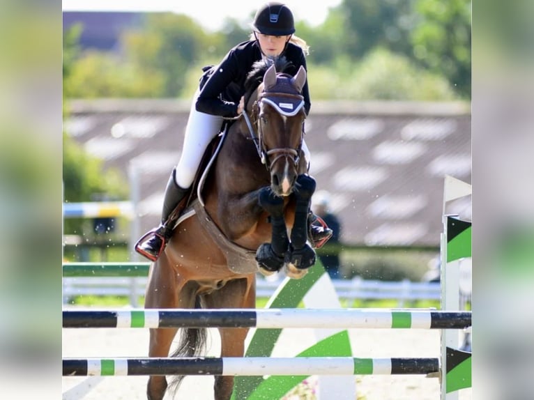 Zangersheide Caballo castrado 11 años 165 cm Castaño oscuro in Batzendorf