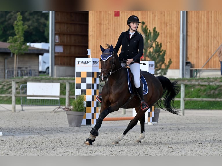 Zangersheide Caballo castrado 11 años 165 cm Castaño oscuro in Batzendorf