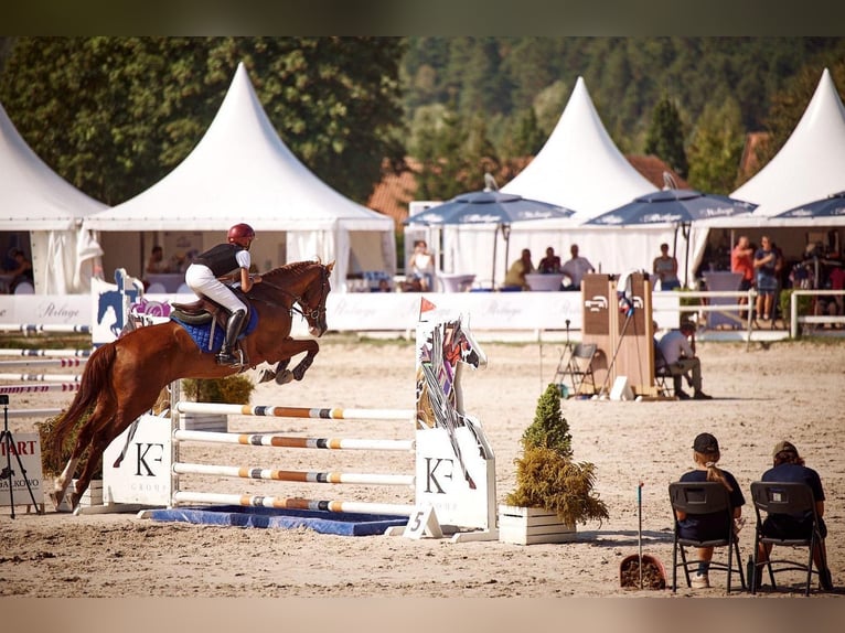 Zangersheide Caballo castrado 11 años 166 cm Alazán-tostado in Warszawa
