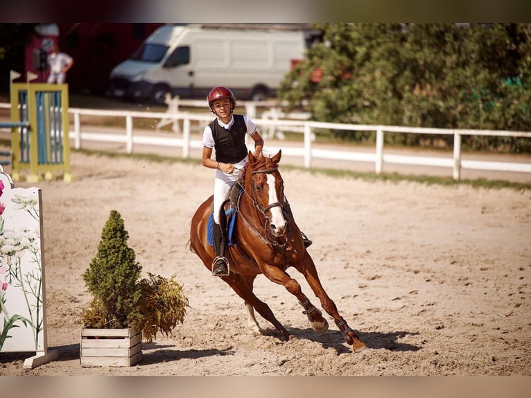 Zangersheide Caballo castrado 11 años 166 cm Alazán-tostado in Warszawa