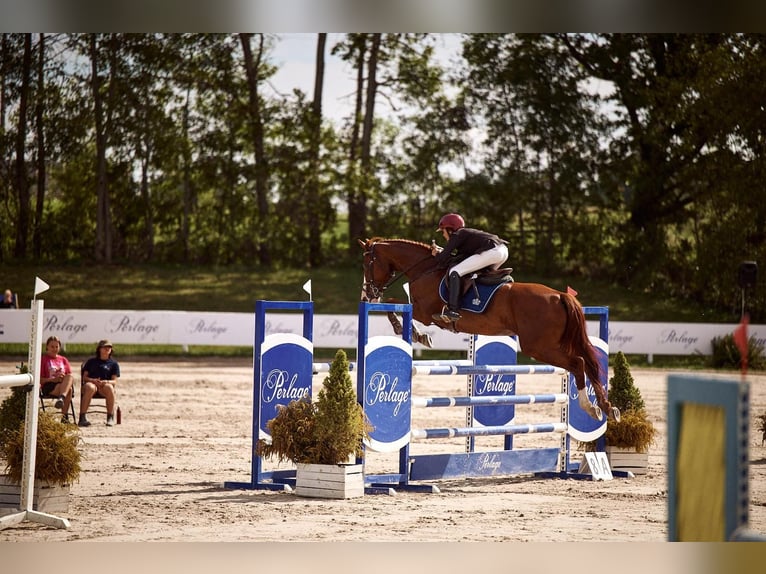 Zangersheide Caballo castrado 11 años 166 cm Alazán-tostado in Warszawa