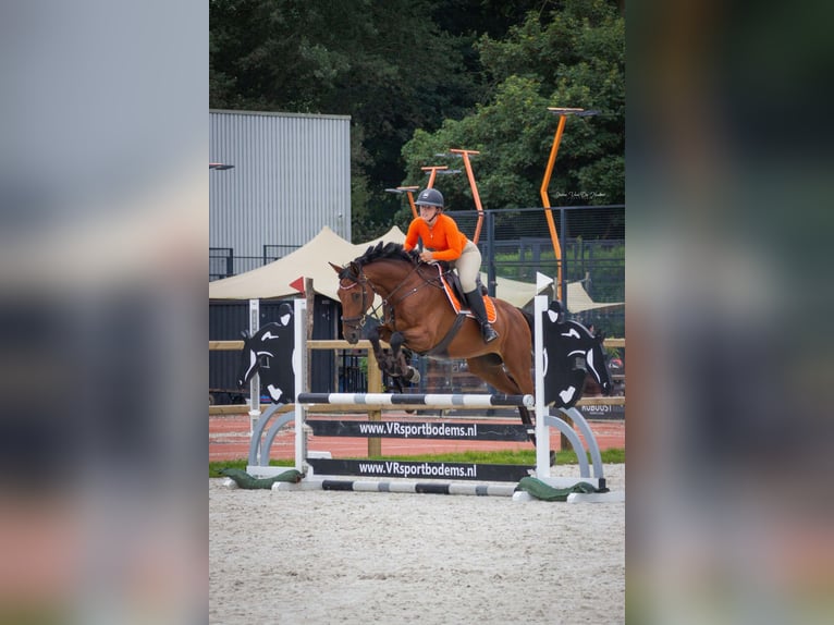 Zangersheide Caballo castrado 11 años 168 cm Castaño in Hendrik-Ido-Ambacht