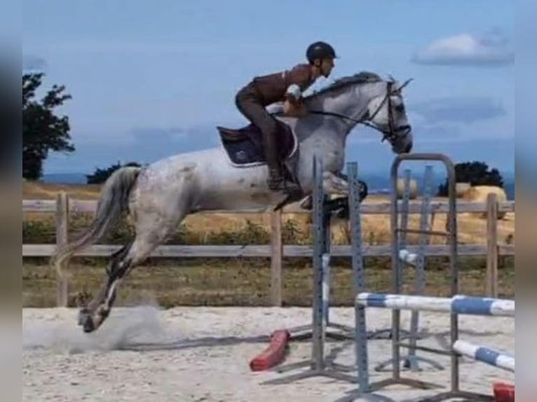 Zangersheide Caballo castrado 11 años 168 cm Tordo in Dijon Zangersheide Caballo castrado 11 años 168 cm Tordo in Dijon
