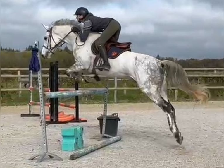 Zangersheide Caballo castrado 11 años 168 cm Tordo in Dijon Zangersheide Caballo castrado 11 años 168 cm Tordo in Dijon