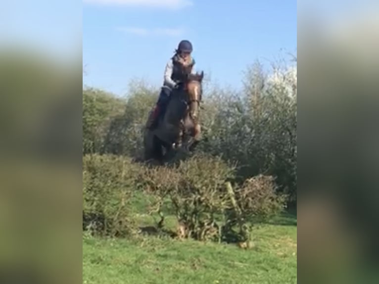 Zangersheide Caballo castrado 11 años 169 cm in Canterbury