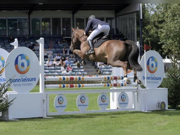 Zangersheide Caballo castrado 11 años 169 cm in Canterbury