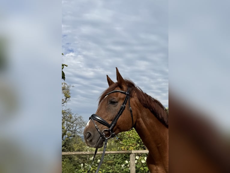 Zangersheide Caballo castrado 11 años 171 cm Alazán in Wachtberg