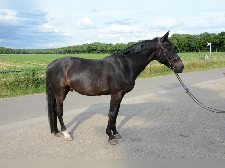 Zangersheide Caballo castrado 11 años 173 cm Castaño oscuro in Limbricht