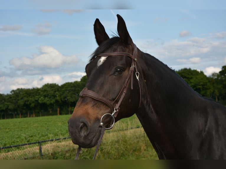 Zangersheide Caballo castrado 11 años 173 cm Castaño oscuro in Limbricht