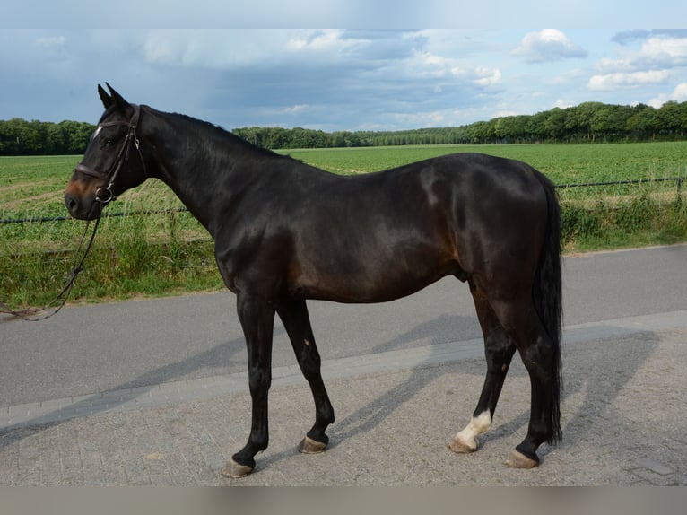 Zangersheide Caballo castrado 11 años 173 cm Castaño oscuro in Limbricht