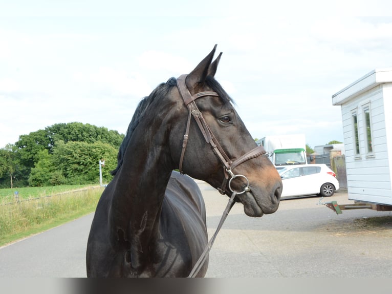 Zangersheide Caballo castrado 11 años 173 cm Castaño oscuro in Limbricht