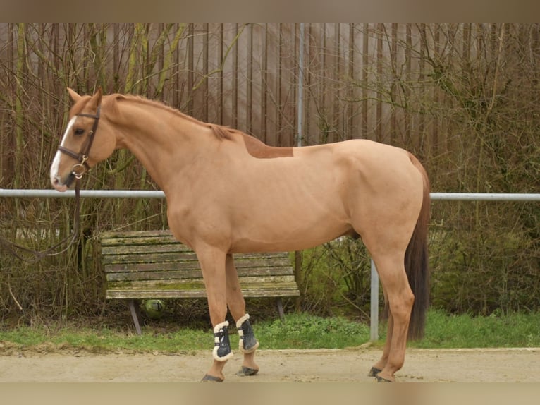 Zangersheide Caballo castrado 11 años 174 cm Alazán in Geilenkirchen