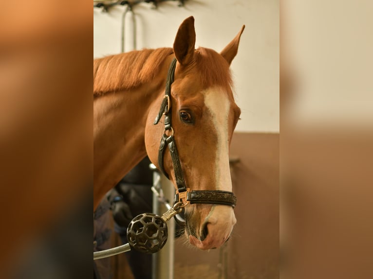 Zangersheide Caballo castrado 11 años 174 cm Alazán in Geilenkirchen