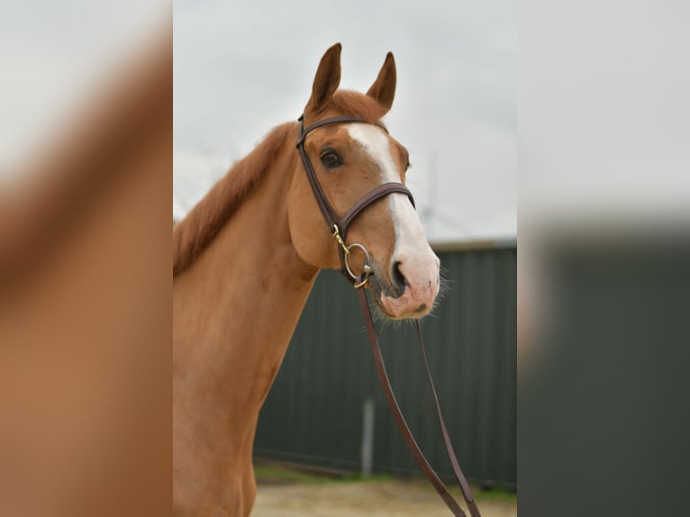 Zangersheide Caballo castrado 11 años 174 cm Alazán in Geilenkirchen