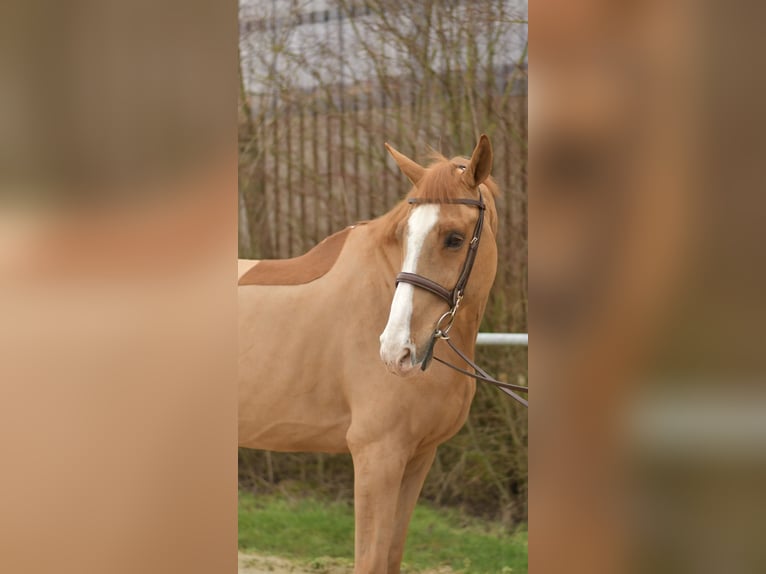 Zangersheide Caballo castrado 11 años 174 cm Alazán in Geilenkirchen