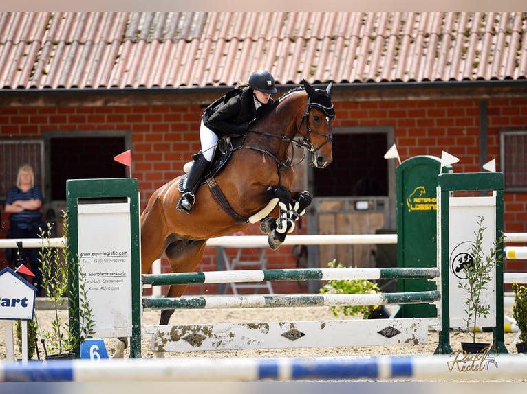 Zangersheide Caballo castrado 11 años 174 cm Castaño in Haren