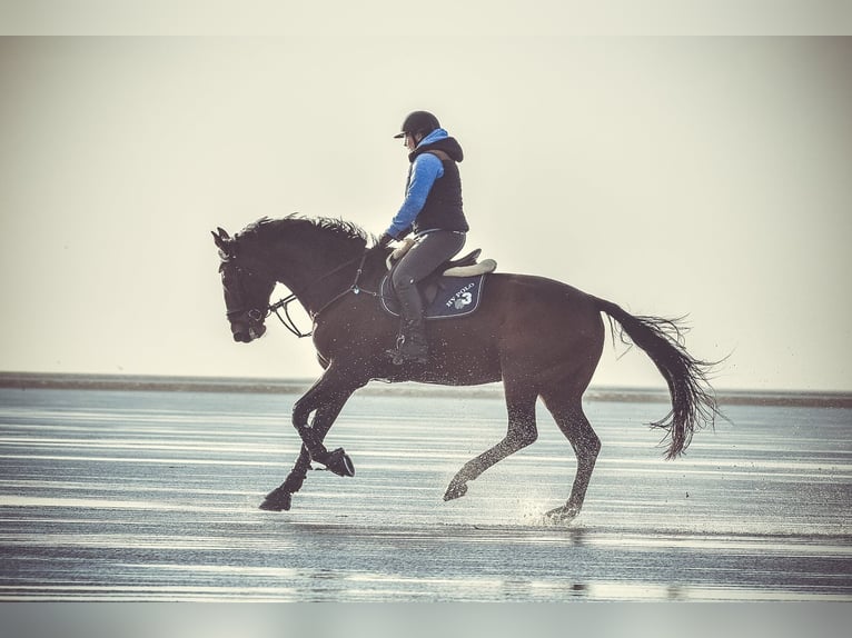 Zangersheide Caballo castrado 11 años 174 cm Castaño in Haren