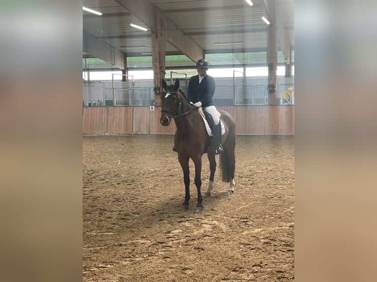 Zangersheide Caballo castrado 11 años 174 cm Castaño in Haren