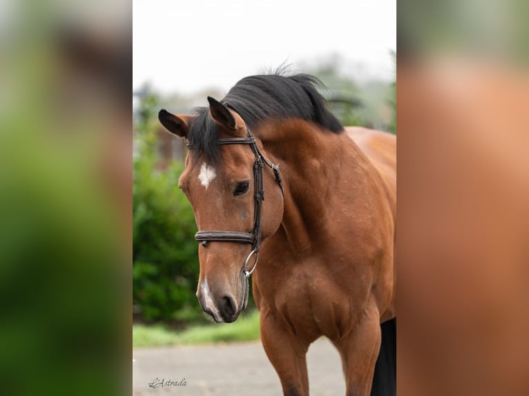 Zangersheide Caballo castrado 11 años Castaño in Bladel