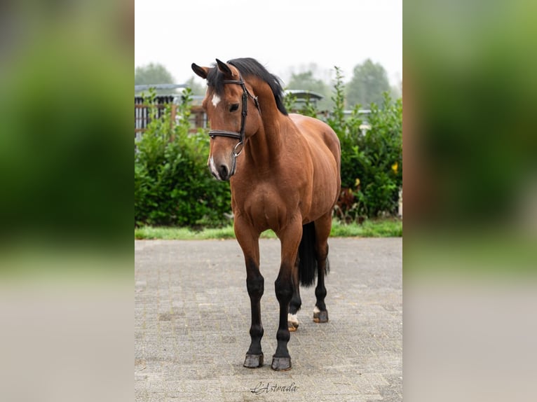 Zangersheide Caballo castrado 11 años Castaño in Bladel