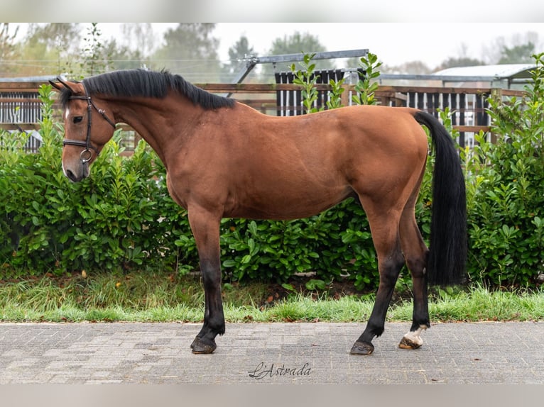 Zangersheide Caballo castrado 11 años Castaño in Bladel