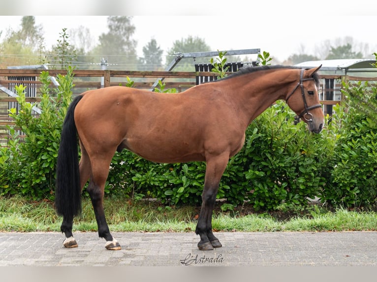 Zangersheide Caballo castrado 11 años Castaño in Bladel