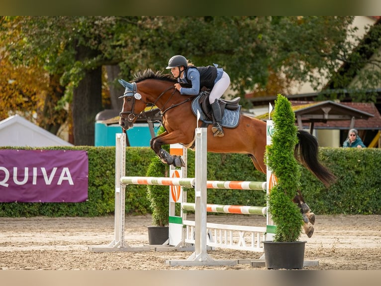 Zangersheide Caballo castrado 12 años 160 cm Castaño in Meuselwitz